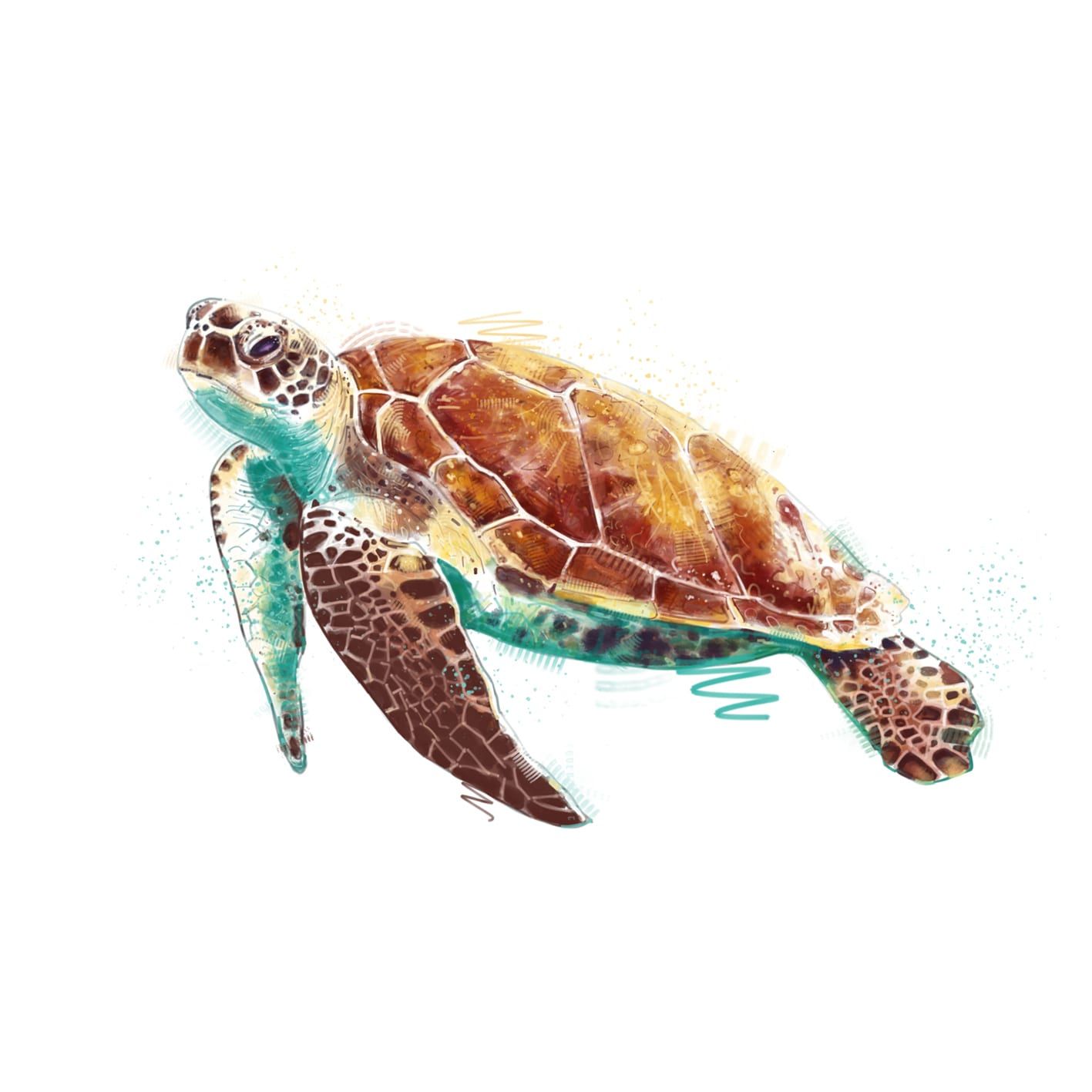 Painted illustration by Seb Antoniou — a sea turtle swimming, rendered in amber, brown and teal against white.